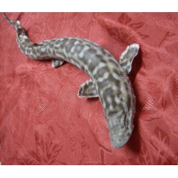 SQUALETTO BANDED CAT SHARK