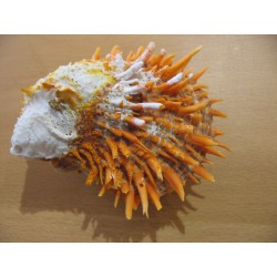 SPONDYLUS BUTLERI