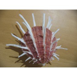 SPONDYLUS REGIUS