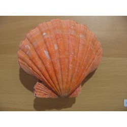 PECTEN SUBNODOSUS ORANGE IN...