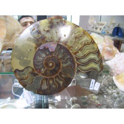 AMMONITE 1/2