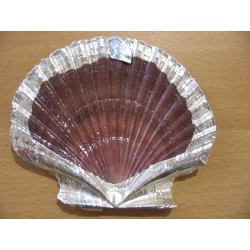 1/2 PECTEN SERICEUS